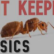 How To START Ant Keeping
