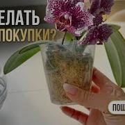 Первый полив орхидеи подростка дома Адаптация и уход после покупки орхидеи