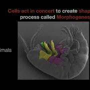 FocalPlane Features Pavel Tomancak On Light Sheet Microscopy What Is It Good For