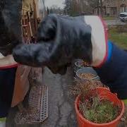 Yard Waste Late Fall II GoPro POV