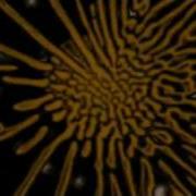 Mother Love Bone Crown Of Thorns