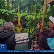 Corpse Flower Blooms At New York Botanical Garden In The Bronx