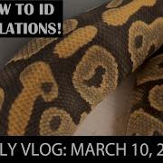 BALL PYTHON OVULATIONS EGG LAYING BEHAVIOR 3 10 22