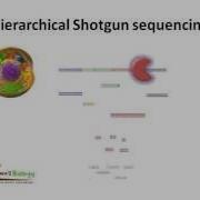 Hierarchial Shotgun Sequencing