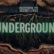 Uncovering The Secret Lives Of Underground Creatures