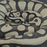 How To Tell If Your Ball Python Is About To LAY EGGS Watch THIS Before It S Too Late TSRR 91