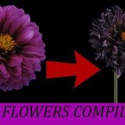 Timelapse Dying Flowers Compilation Beautiful But Sad