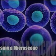 Lab 1 Using A Microscope