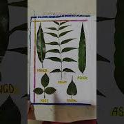 Leaves Project Class 3