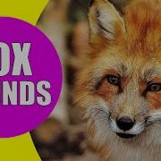 FOX SOUNDS Real Sounds Of Foxes Screaming Barking And Laughing