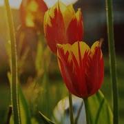 Stunning Flowers Amazing Nature Scenery The Best Relax Music 3 HOURS