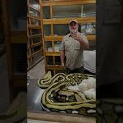 Giant Python Bit Me In The Face Full Video On My Channel