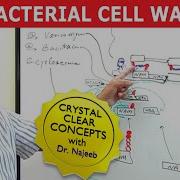 Bacterial Cell Wall