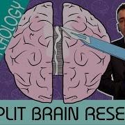 Split Brain Research Biological Psychology Biological Psychology AQA ALevel
