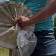 How To Collect Insects With A Sweep Net