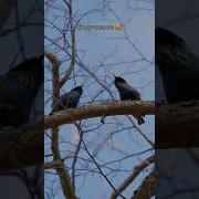 Со звуком Как поют скворцы Startings Birds Nature птицы природа скворцы