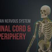 Human Nervous System Part 1 Spinal Cord And Periphery Animation