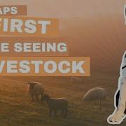 Does My Border Collie Have Natural Herding Instinct First Test At 15 Weeks