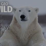 Polar Bears 101 Nat Geo Wild