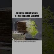 Why Do Plants Grow Up The Hidden Force Behind Plant Growth