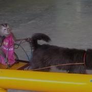 Watch Monkeys Forced To Perform In Circus On Nature Reserve National Geographic