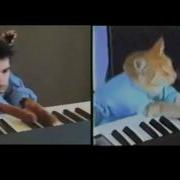 Keyboard Cat Redux Cover VideMula Vide Mula