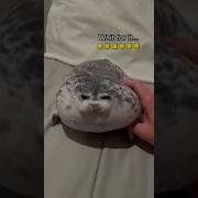 Seal Plush
