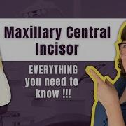 Maxillary Central Incisor The Definitive Tooth Anatomy Study Guide For Dental Students