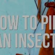 How To Pin An Insect