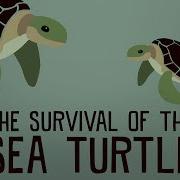 The Survival Of The Sea Turtle