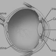 DIP Lecture 2 The Human Visual System Perception And Color