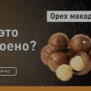 Орех макадамия Как это устроено Discovery