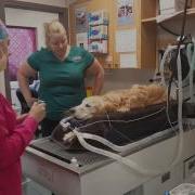Walkthrough Of A Dental Cleaning