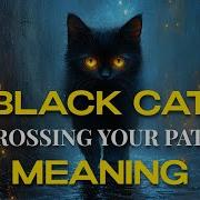 Black Cat Crossing Your Path The TRUTH Behind This Ancient Superstition