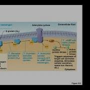 Chapter 16 The Endocrine System Recorded Lecture Part I