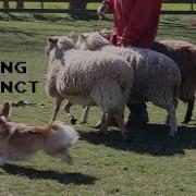 Mugen The Corgi S Herding Instinct Test HIT