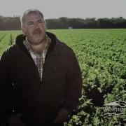 Producepedia Com Celery How It S Grown