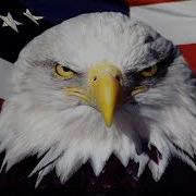 1 Hour Of Bald Eagle Screams