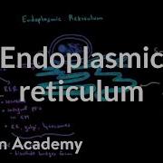 Endoplasmic Reticulum And Golgi Apparatus Cells MCAT Khan Academy