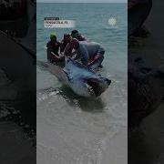 Florida Couple Helps Shark Back Into Ocean AccuWeather