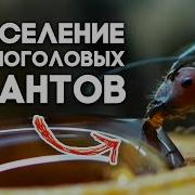 ПЕРЕСЕЛЕНИЕ СИНГУЛЯРИСОВ В НОВУЮ МУРАВЬИНУЮ ФЕРМУ Обзор Формикария от 4ants Camponotus Singularis