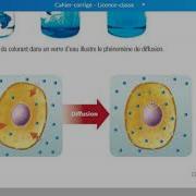 Osmose Et Diffusion Explications