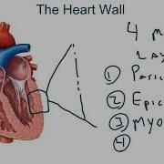 Exercise Physiology Chapter 9 Part 1 Anatomy And Function Of The Heart
