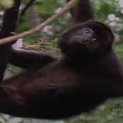 Howler Monkeys National Geographic