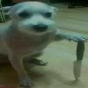 Top 5 Dog