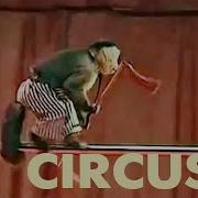 Funny Monkeys In Circus Sirk