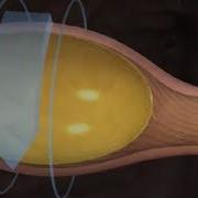 Virtual Chicken Part 1 The Female Reproductive Tract