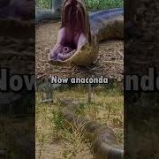 Anaconda Vs Python Shorts