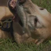 ATF Explosives Detection Canines Visit CBS 11