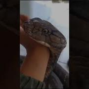 WHEN KING COBRA IS YOUR PET Snake Viral Snakes Indiansnake Snakesofindia Venomoussnake Shorts